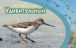 В Чите откроется фотовыставка  «Удивительный водно-болотный мир Даурии»