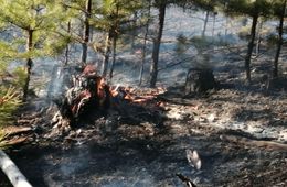 Семь лесных пожаров ликвидировали за сутки в Забайкалье