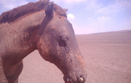 Поджигатели будут наказаны