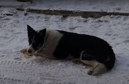 Бездомные псы напали на детсадовца в Чите. Власти рекомендовали ввести режим повышенной готовности.