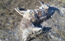 Дохлые дзерены обнаружены в степи под Борзей