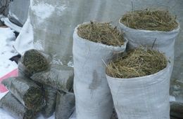 Забайкальцы пытались выдать 12 кг марихуаны за мешки с сеном