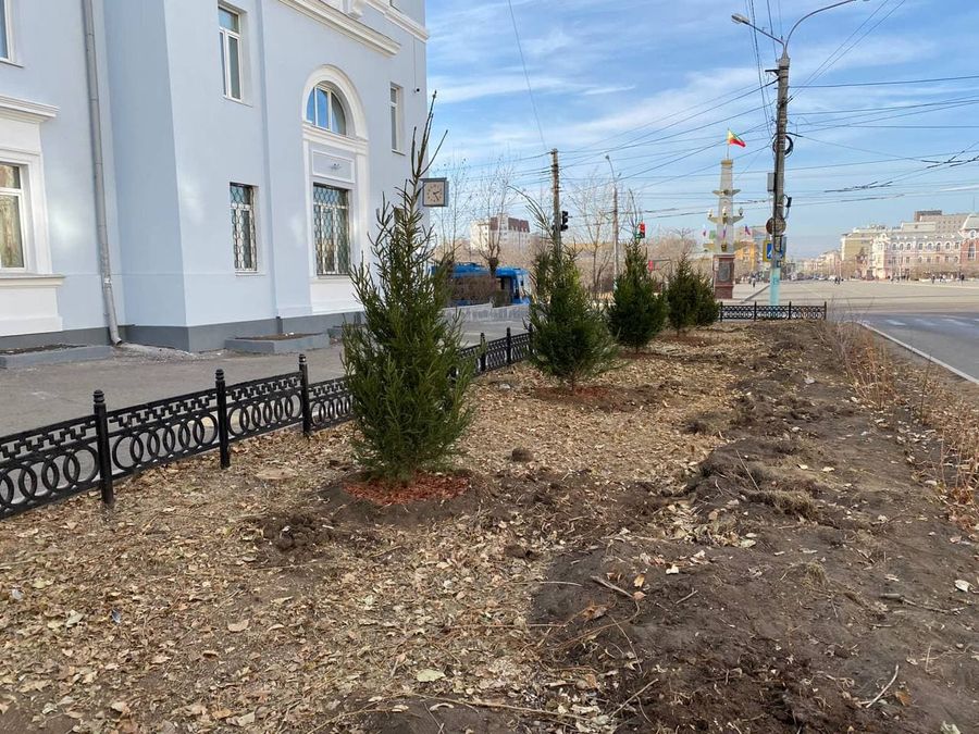 Ах у ели, ах у ели: общественники высадили деревья возле здания ЗабЖД