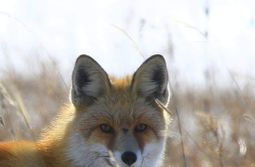 Милота. Фото со страницы Виктора Яшнова.