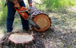 В Красном Чикое ОМОН задержал экс-начальника лесхоза за незаконную рубку