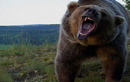 ​В Монголии медведь сожрал мужчину и закопал ребенка