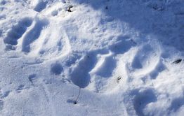 Режим повышенной готовности ввели в двух сёлах Забайкалья из-за медведя-шатуна
