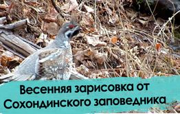 Весенняя зарисовка от Сохондинского заповедника