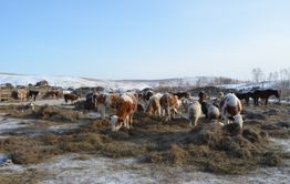 Семейным фермам Забайкалья предоставят 53 миллиона рублей