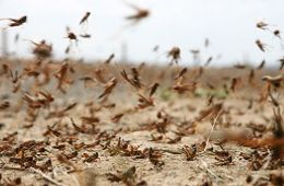В Красночикойском районе объявили режим ЧС из-за нашествия «бича божьего»