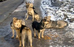 В Забайкалье бездомные собаки будут содержаться в приютах пожизненно