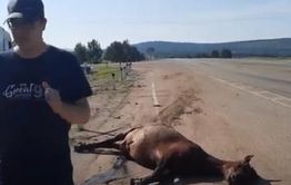 Три лошадки стали жертвами ДТП с фурой под Танхой (видео)