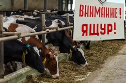 В приграничном селе Новоцурухайтуй введен режим ЧС из-за ящура