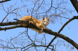 Кошку долго не могли спасти в Чите
