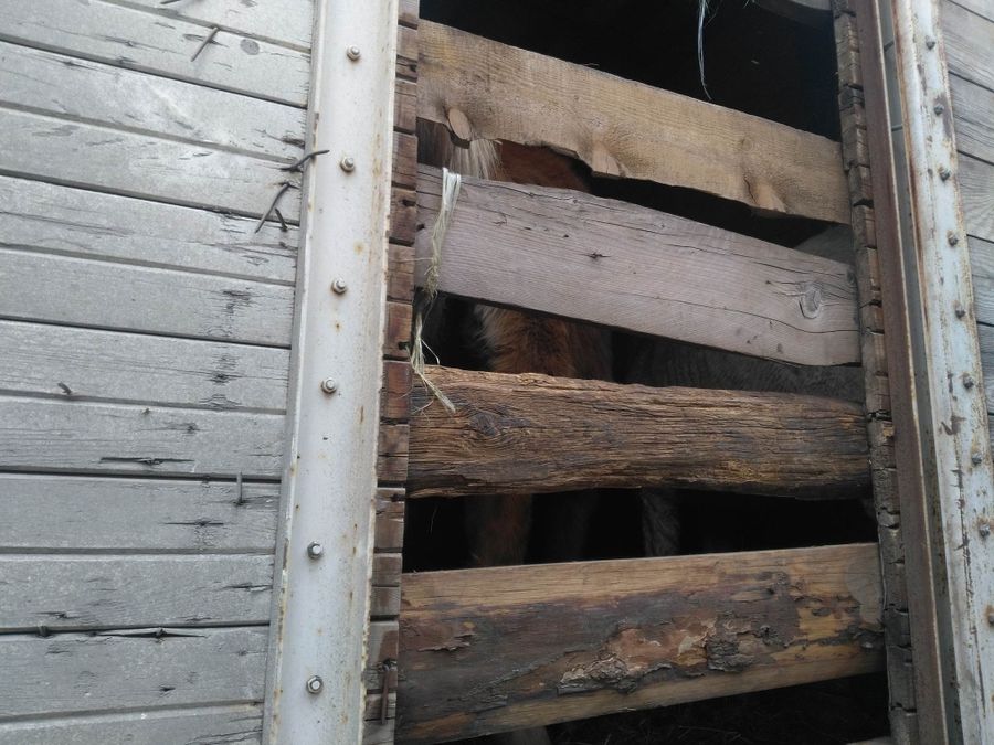 Половина купленных коней в фурах казахов - ворованные