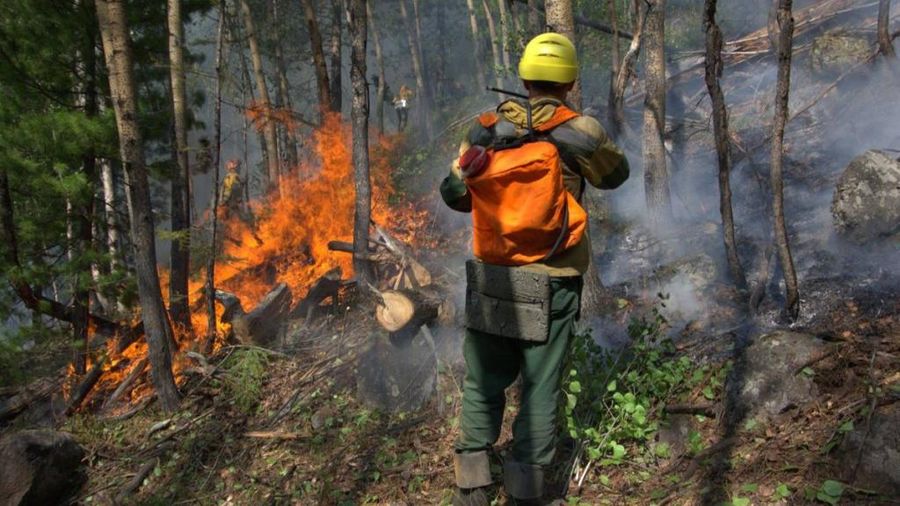 Лесные пожары потушили в нескольких районах Забайкалья