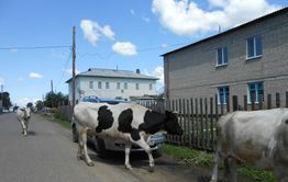Ветераны из Улет возмущены строительством загона для скота возле Мемориала Победы