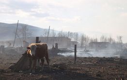 ​Лошади около Барун-Торея бродят вокруг дома, не находя своего навеса — он сгорел в пожарах (видео)
