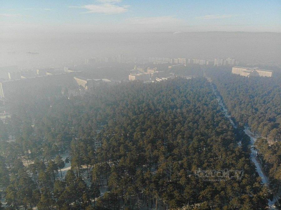 Вырубка 800 сосен