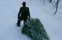 Заключенных из колонии в Тыргетуе отправляют в лес воровать елки — из письма в «Вечорку»