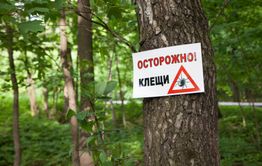 Клещи покусали почти 500 забайкальцев с начала эпидсезона