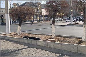 Бродячие псы осаждают центр Читы