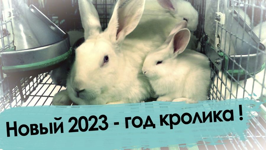 Новый 2023 - год кролика!