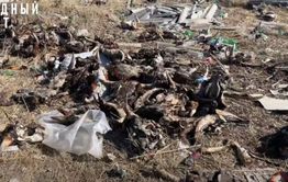 На КСК в Чите обнаружена свалка коровьих голов (18+)