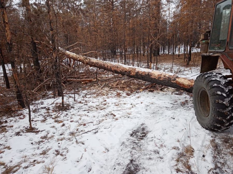 Забайкальцу грозит штраф за незаконную заготовку дров