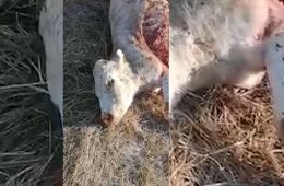 Волки лютуют в забайкальских степях (видео)
