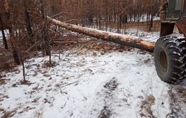 Забайкальцу грозит штраф за незаконную заготовку дров