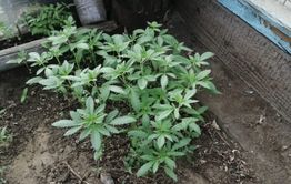 Забайкалец выращивал коноплю у себя на огороде