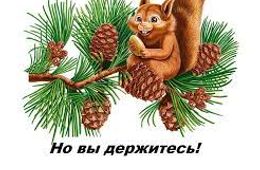 Забайкалец стал жертвой мошенника, решив купить кедровые орехи