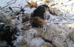 Десятки мертвых собак выброшены в лесу под Читой (ВИДЕО)