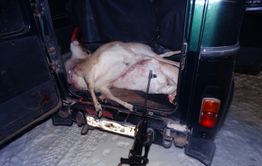 ​Браконьеры убили трех краснокнижных дзеренов в Даурском заповеднике