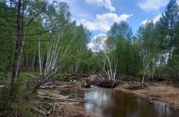 Суровая забайкальская тайга. Тунгокоченский р...
