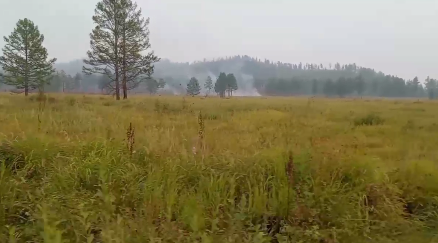 Не ходите в лес по ягоды гулять: в Забайкалье продолжает действовать запрет на посещение лесов