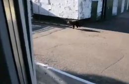 Медведь вышел к людям в районе Песчанки