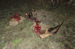 В Забайкалье поймали браконьера, когда тот вернулся за разделанной добычей 