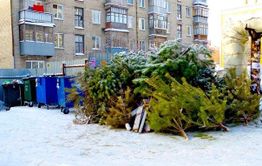 ​«Олерон +» в Чите вывез за выходные 46 машин с ёлками