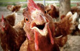Во всемирный день курицы забайкальские статистики сообщили о повышение цен на яйца