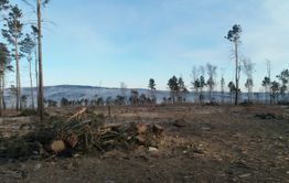 Предприниматели выпилили здоровый лес под видом горельника в Акшинском районе