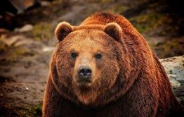 Медведь и ягода — помощники убийц