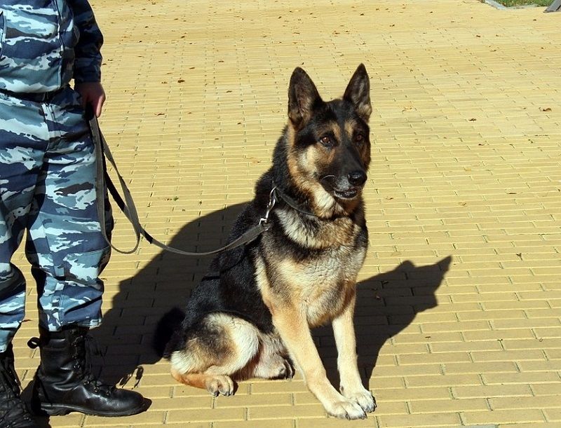​Пропавшую пенсионерку в Читинском районе нашли кинолог и собака