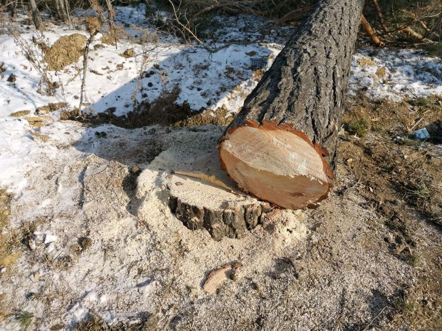 ​Народный бунт: Жители Атамановки встали на защиту 40 га леса