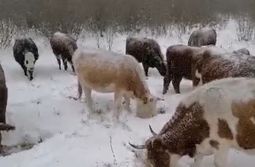 Из-за обильных снегов, выпавших в обычно бесс...