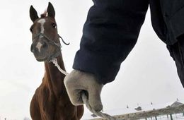 В Забайкалье были украдены лошадь, седло и ружье