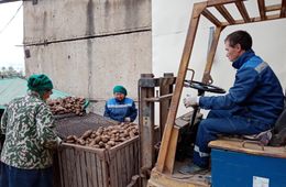 Свыше 3 тысяч тонн картофеля и 250 тонн овощей собрали в Забайкалье
