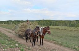 Сенокосная пора. Село Верх-Нарым. Читинский р...