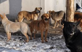 Отец девочки, которую съели собаки в Домне, дал показания 